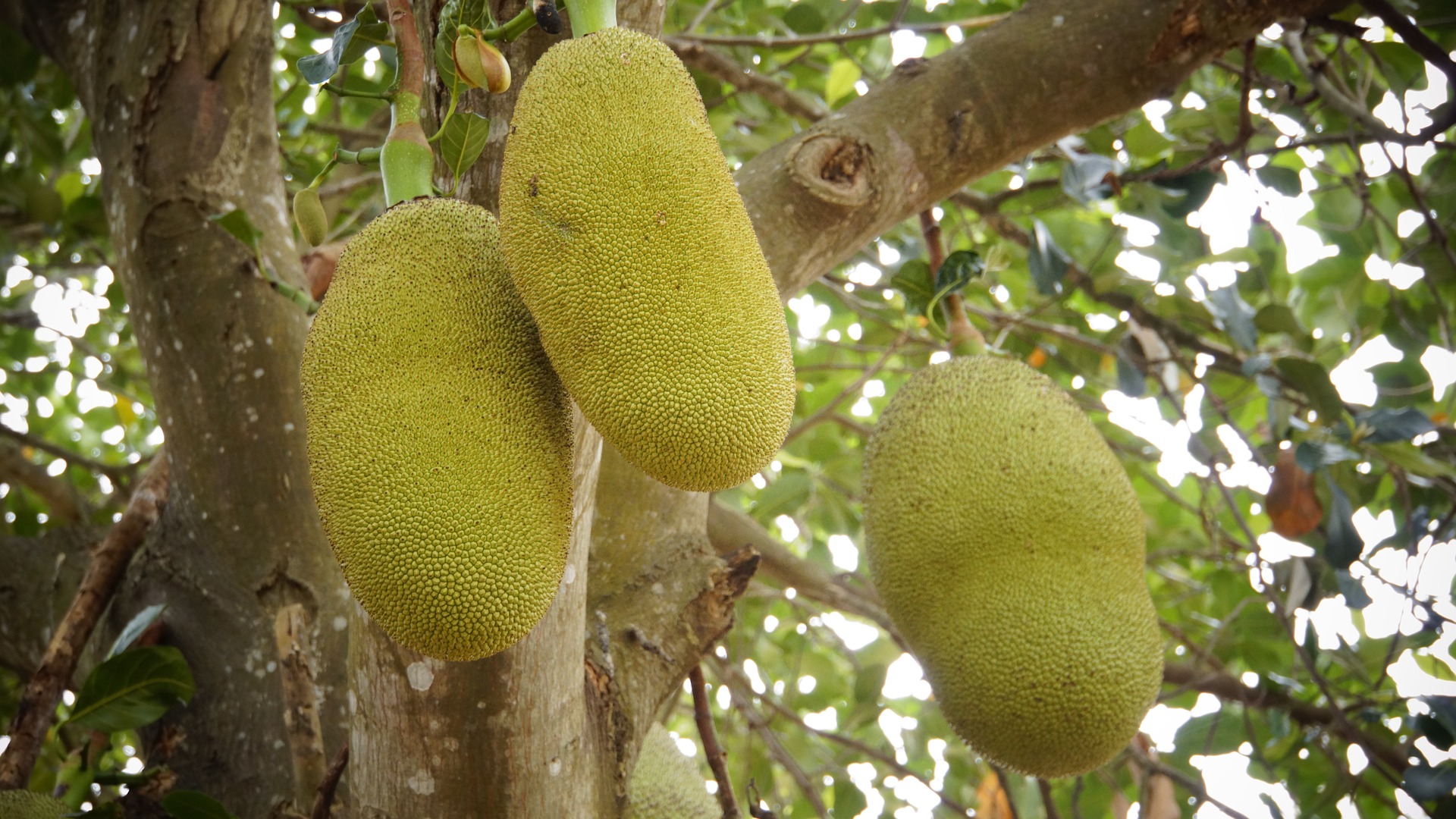 Jackfruit, foto de Naturepost - Pixabay